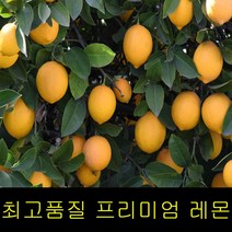 특급 레몬3KG 제주 레몬제스트 레몬청만들기 레몬효능 레몬다이어트 레몬청 고씨네 레몬나무 레몬즙 레몬물, 특급 레몬 3kg, FREE