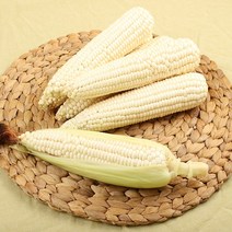 찰옥수수 산지 강원도 정선 영월에서 키운 친환경 미백 햇 찰옥수수, 50송이