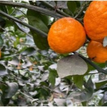 제주 설국향 수라향 신비향 아스미 감귤 고당도, 3kg, 1개