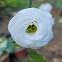 [나은식물원][모종] 꽃도라지(리시안셔스) - 더블 화이트 12cm 1포트