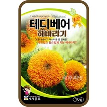 테디베어 해바라기 씨앗30립 꽃씨 왜성겹해바라기 종자 화단가꾸기 홈가드닝 꽃심기, 단품