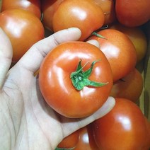 동부팜 [동부팜] 프레쉬하루 완숙토마토 10kg, 완숙 토마토 10kg 1박스(2-4번과랜덤)