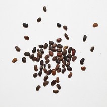 아까시나무(k2 카레이 루마니아품종)씨앗10g(300립)