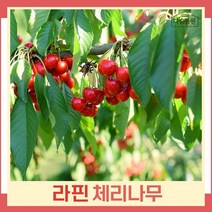 체리나무 묘목 라핀 R5cm 결실주(분) 1개