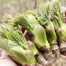 바른식탁 참두릅옆순(소) 1kg, 1