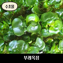 [수초몰] 부레옥잠 / 대표적인 부상수초, 1개