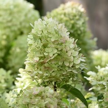 [충북농원] 리틀스푸키 유럽목수국 수국 묘목 - 3치 포트묘, 단품