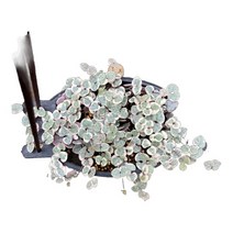 그린플랜트 러브체인금(술통) 공기정화식물 화분 최다종, 러브체인, 1개, 1개