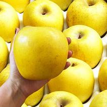 경북황금사과 3kg 5kg 가정용(흠집실속) 프리미엄(정품) 시나노골드, 가정용 중과(17~22과)