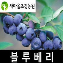 블루베리 유실수 약나무 과일나무, 1개