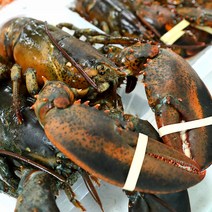 캐나다 활 랍스터 랍스타 500g 600g 700g 1kg 바닷가재, 01. 활 랍스터 1마리 (450~560g)