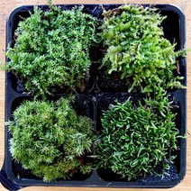 테라리움 생이끼4종세트(초롱이끼 비단이끼 우산이끼 큰깃털이끼)/팔루다리움 재료 키트DIY 비바리움