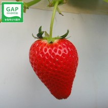 설향딸기 생딸기 논산딸기 설향 800g, 설향_실속형, 1개