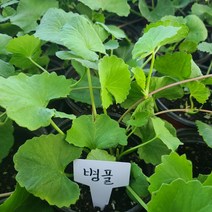 [모종모종]병풀 모종(호랑이풀), 1개