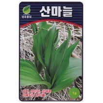 성우 산마늘씨앗 1g 명이나물 종자, 단품