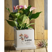[캘리그라피 메세지화분-중형 정사각] 꽃보다 OOO, 칼라벤자민