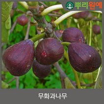 무화과 나무 묘목 2년생