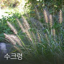 코리아팜 수크령1kg, 1개