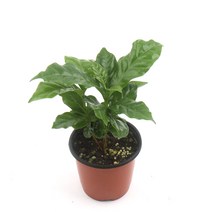 갑조네 커피나무 공기정화식물 생화, 1개