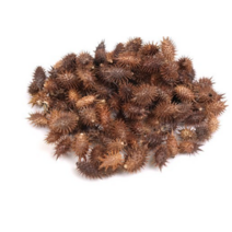 신선약초 도꼬마리 건강식품, 1개, 300g