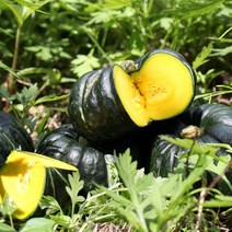 [산지직송] 함평 하우스 햇 미니 단호박(밤호박) 1kg/2kg/4kg, 1kg