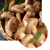 GAP인증 송화버섯 100g 1kg 1.5kg 10kg 송화고버섯 송화버섯 요리 건조버섯 백화고 송향버섯, 송화버섯 10kg 알뜰