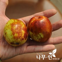 [나무인] 왕대추묘목(사과대추품종) 2그루, 2개