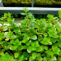 수초 로타라 하라 30촉/구피어항수초키우기