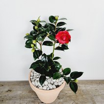 동백나무 블랙로즈 겹동백 동백꽃 꽃화분 월동가능, 1개