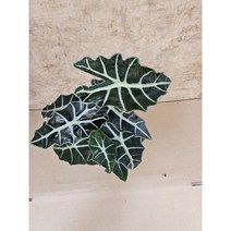 그린식물팜 거북알로카시아 거북이등 알로카시아 소품 공기정화식물