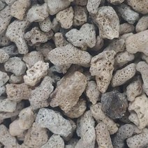뼈다귀 산호사 1kg 벌크포장 [PH상승]