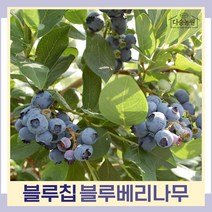 블루베리 듀크 삽목 4년(결실주) 뿌리원예