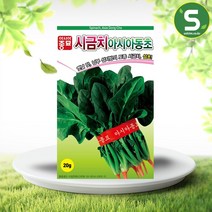 솔림텃밭몰 시금치씨앗 20g 아시아동초 시금치 월동시금치 토종, 단품