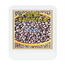 호랑이강낭콩씨 30g 콩씨 씨앗 대장 KS종묘