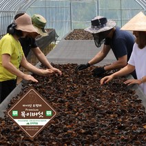 마이산 오형제 목이버섯 무농약 청정지역 직접재배 산지직송, 친환경 생목이버섯 1박스, 500g