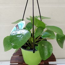 [성심] 필레야페페089, 1개