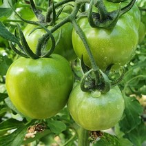 (농협 인증) 농가직송 당일발송 단짠단짠 대저 짭짤이 토마토 2.5kg, 5.프리미엄 토마토 대과 2.5kg (L 사이즈)