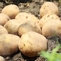 우체국쇼핑 팔도 청년농부 제주감자 대 3kg