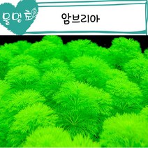 [수초이지포트] [물멍초] 키우기 쉬워도 너무 쉬운 암브리아 15촉