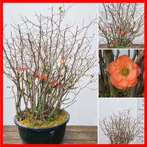 꽃과나무 ] 대황금 / 명자나무 / 봄꽃 / 반양지식물 / 겸손 / 최저-25도 / 아시아