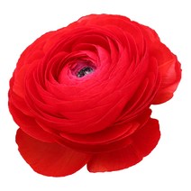 우리화훼종묘(주) 추식구근- 라넌큘러스 로쏘99-5, 1개