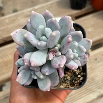 이미인 다육식물 용인수다육, 1개
