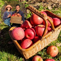 청송외갓집농장 꿀 사과 고당도 햇부사 5kg 10kg 대과 중과 소과 선물용 가정용, 부사 선물용 10kg 중대과 (32-35과)