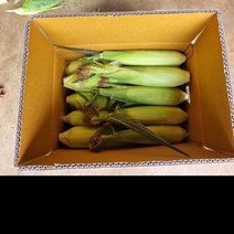 초당옥수수 20개, 1, 본상품선택