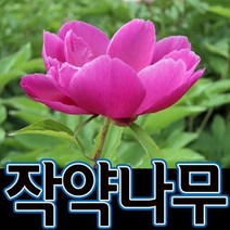 순희농장 백합구근 작약구근 크로커스구근 수선화구근 무스카리구근 꽃무릇구근 백합구근 칸나포트, 16.작약포트(한뿌리), 10개