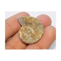 Generic 희귀석 관찰 삼엽충 수석 달팽이 암모나이트 화석