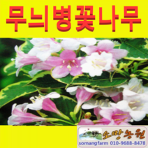 (JS소망)야생화 무늬병꽃나무(포트) 10개