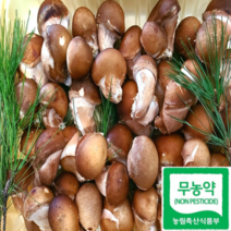국내산 무농약 가정용 못난이 참송이버섯 500g, 가정용500g, 1개