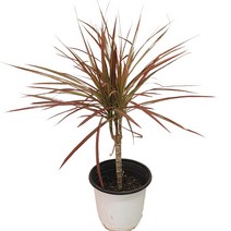 마지나타핑크 드라세나 공기정화 가습효과 인테리어식물 24, 1개