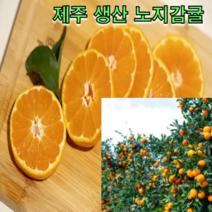 제주에서 생산된 노지감귤 4.5kg 9kg 탱글과육 새콤달콤 조생 감귤 하우스 귤, 감귤 9kg 로얄과